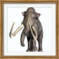 Framed Columbian Mammoth