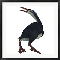Framed Hesperornis was a a flightless bird that lived during the Cretaceous Period