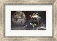 Framed Pisces is the twelfth astrological sign of the Zodiac