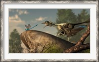Framed Archaeopteryx stalks a dragonfly on a rock
