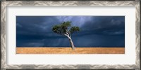 Framed Lone Acacia on Savanna, Masai Mara Game Reserve, Kenya