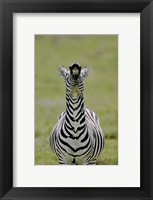 Framed Male Burchell's Zebra Exhibits Flehmen Display to Sense Females, Kenya