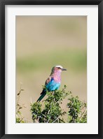 Framed Lilac-breasted Roller sitting on a bush in the Maasai Mara, Kenya