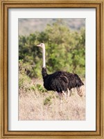 Framed Maasai Ostrich, Tsavo-West National Park, Kenya