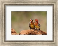Framed Kenya, Samburu, Red-Yellow Barbet bird