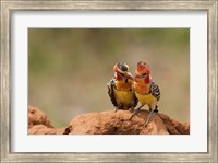 Framed Kenya, Samburu, Red-Yellow Barbet bird