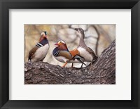 Framed Mandarin Ducks on a branch, Beijing, China