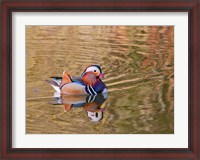 Framed Mandarin Duck, Beijing, China