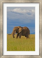 Framed Kenya, Maasai Mara National Park, Male elephant