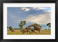 Framed Kenya, Maasai Mara National Park, Young elephants