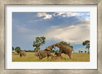 Framed Kenya, Maasai Mara National Park, Young elephants