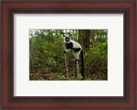 Framed Lemur, Madagascar