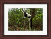 Framed Lemur, Madagascar