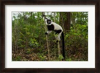 Framed Lemur, Madagascar