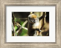 Framed Madagascar, Andasibe, Ile Aux Lemuriens, baby Golden Bamboo Lemur.