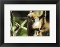 Framed Madagascar, Andasibe, Ile Aux Lemuriens, baby Golden Bamboo Lemur.