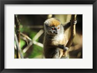 Framed Madagascar, Andasibe, Ile Aux Lemuriens, baby Golden Bamboo Lemur.