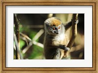 Framed Madagascar, Andasibe, Ile Aux Lemuriens, baby Golden Bamboo Lemur.