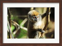 Framed Madagascar, Andasibe, Ile Aux Lemuriens, baby Golden Bamboo Lemur.