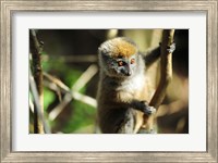 Framed Madagascar, Andasibe, Ile Aux Lemuriens, baby Golden Bamboo Lemur.