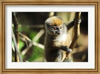 Framed Madagascar, Andasibe, Ile Aux Lemuriens, baby Golden Bamboo Lemur.