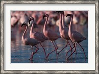 Framed Lesser Flamingoes, Lake Nakuru National Park, Kenya