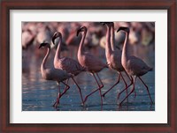 Framed Lesser Flamingoes, Lake Nakuru National Park, Kenya