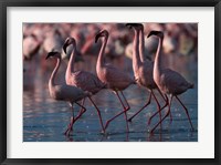 Framed Lesser Flamingoes, Lake Nakuru National Park, Kenya