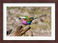 Framed Lilac Breasted Roller, Kruger National Park, South Africa