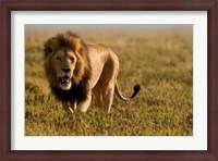 Framed Lion, Ngorongoro Crater, Serengeti National Park, Tanzania