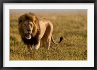 Framed Lion, Ngorongoro Crater, Serengeti National Park, Tanzania