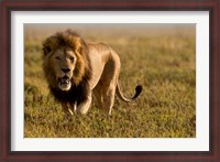 Framed Lion, Ngorongoro Crater, Serengeti National Park, Tanzania