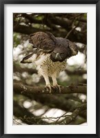 Framed Martial Eagle, Gol Kopjes, Serengeti National Park, Tanzania