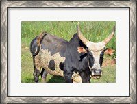 Framed Madagascar, Antananarivo, ox with large horn.