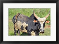 Framed Madagascar, Antananarivo, ox with large horn.