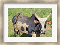 Framed Madagascar, Antananarivo, ox with large horn.