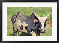 Framed Madagascar, Antananarivo, ox with large horn.