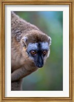 Framed Lemur, Perinet Reserve, Toamasina, Madagascar