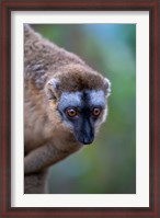 Framed Lemur, Perinet Reserve, Toamasina, Madagascar