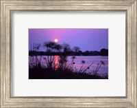 Framed Kenya. Sunset reflects through silhouetted reeds.