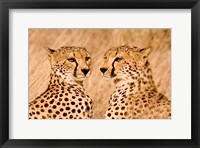 Framed Kenya, Masai Mara National Reserve. Two cheetahs