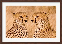Framed Kenya, Masai Mara National Reserve. Two cheetahs