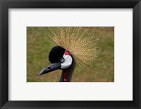 Framed Kenya, Masai Mara, Crowned crane bird