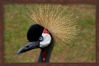 Framed Kenya, Masai Mara, Crowned crane bird
