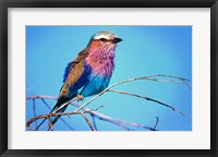 Framed Kenya, Masai Mara, Lilac-breasted roller bird