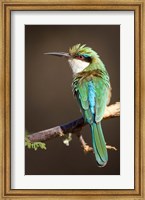 Framed Kenya, Samburu NR, Somali bee-eater, tropical bird