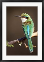 Framed Kenya, Samburu NR, Somali bee-eater, tropical bird