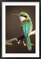 Framed Kenya, Samburu NR, Somali bee-eater, tropical bird