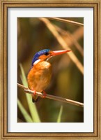 Framed Malawi, Liwonde NP, Malachite kingfisher bird on branch