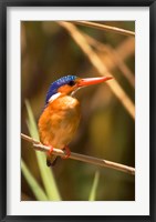 Framed Malawi, Liwonde NP, Malachite kingfisher bird on branch